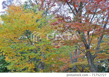 ≪Kyoto Autumn Kitano Tenmangu Shrine≫ Kyoto City, Kyoto Prefecture 71752727