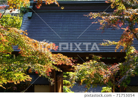 町田市小王子寺的秋葉 町田市小王子寺的秋葉 71753054