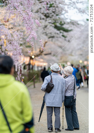 指向櫻花Hiromae公園櫻花節的老年夫婦 指向櫻花Hiromae公園櫻花節的老年夫婦 71753104