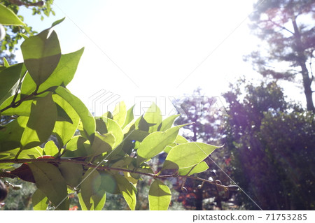 Kyoto Tojiin Plant Leaf Backlight 71753285