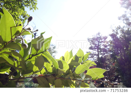 Kyoto Tojiin Plant Leaf Backlight 71753286