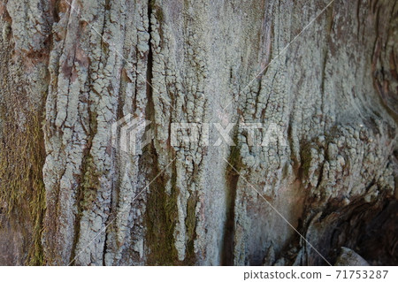 Tree trunk moss close-up 71753287