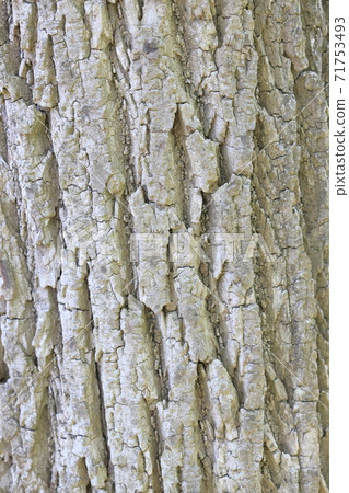 Harigiri Trunk_兒童植物園_May 71753493