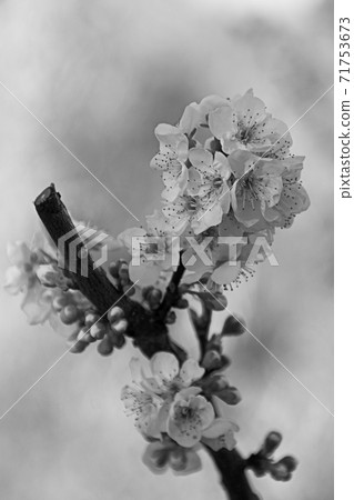 Cherry blossoms on bright day 71753673