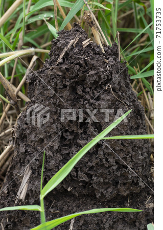 Termite mound in forest. Big termite mound in the jungle. Termite mound in forest. Big termite mound in the jungle. 71753735