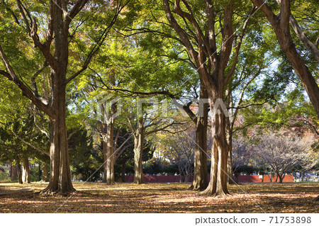 Komazawa Park Fallen Leaves Fallen Leaves Autumn 71753898