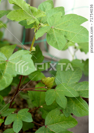 The calyx part after the cotton flower has fallen The calyx part after the cotton flower has fallen 71754036