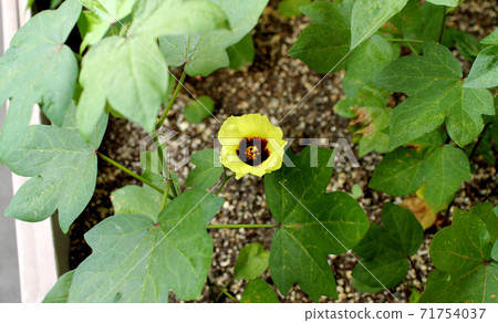 Cotton flower Cotton flower 71754037