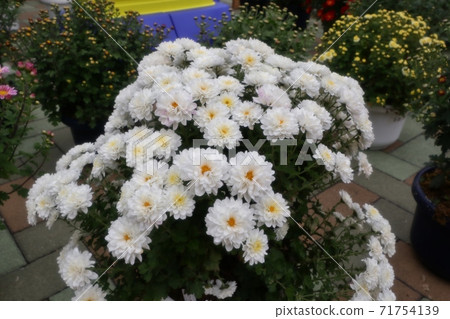 菊花節:小橋崎:盆景菊花:懸浮菊花:管子:丁香菊花:小菊花 菊花節:小橋崎:盆景菊花:懸浮菊花:管子:丁香菊花:小菊花 71754139