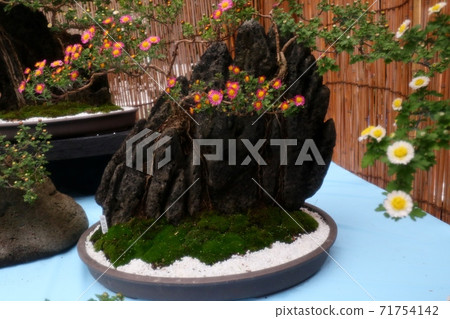 菊花節:小橋崎:盆景菊花:懸浮菊花:管子:丁香菊花:小菊花 菊花節:小橋崎:盆景菊花:懸浮菊花:管子:丁香菊花:小菊花 71754142