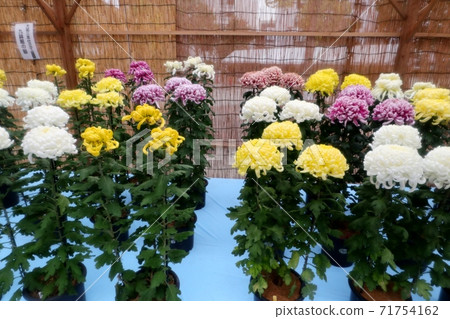 Chrysanthemum Festival: Ogashi Saki: Bonsai Chrysanthemum: Hanging Cliff Chrysanthemum: Tube: Clove Chrysanthemum: Small Chrysanthemum 71754162