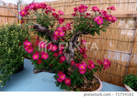 菊花節：小橋崎：盆景菊花：懸浮菊花：管子：丁香菊花：小菊花 71754181