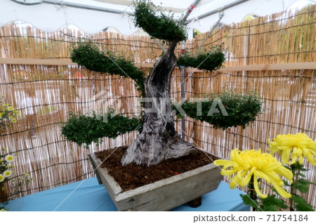菊花節:小橋崎:盆景菊花:懸浮菊花:管子:丁香菊花:小菊花 菊花節:小橋崎:盆景菊花:懸浮菊花:管子:丁香菊花:小菊花 71754184