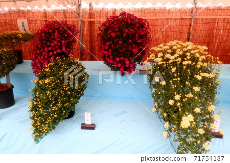 菊花節：小橋崎：盆景菊花：懸浮菊花：管子：丁香菊花：小菊花 71754187