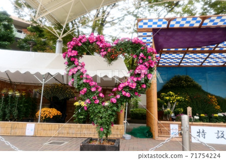 菊花節:小橋崎:盆景菊花:懸浮菊花:管子:丁香菊花:小菊花 菊花節:小橋崎:盆景菊花:懸浮菊花:管子:丁香菊花:小菊花 71754224