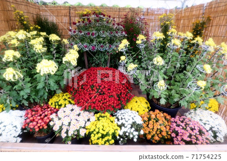 菊花節:小橋崎:盆景菊花:懸浮菊花:管子:丁香菊花:小菊花 菊花節:小橋崎:盆景菊花:懸浮菊花:管子:丁香菊花:小菊花 71754225