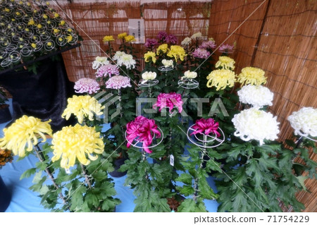 菊花節：小橋崎：盆景菊花：懸浮菊花：管子：丁香菊花：小菊花 71754229