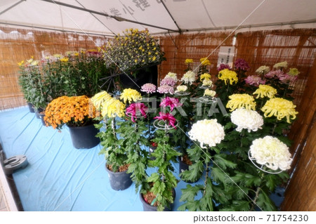 菊花節:小橋崎:盆景菊花:懸浮菊花:管子:丁香菊花:小菊花 菊花節:小橋崎:盆景菊花:懸浮菊花:管子:丁香菊花:小菊花 71754230