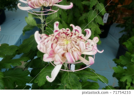菊花節:小橋崎:盆景菊花:懸浮菊花:管子:丁香菊花:小菊花 菊花節:小橋崎:盆景菊花:懸浮菊花:管子:丁香菊花:小菊花 71754233