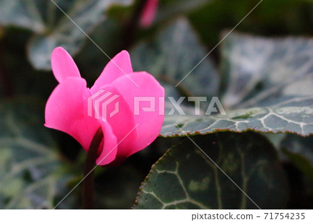 粉紅色的仙客來花 粉紅色的仙客來花 71754235