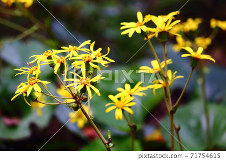 Tsuwabuki flower Tsuwabuki flower 71754615