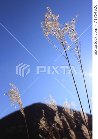 芒草 芒草 71754920