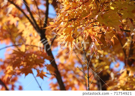 Autumn leaves 5 71754921