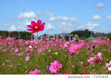 浪漫茨城縣（代表小草市的花“波斯菊”在藍天的映襯下盛開。）小草市 71755638