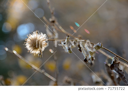 在秋天在垂死的絨毛上垂懸的彩虹色的蜘蛛網。 在秋天在垂死的絨毛上垂懸的彩虹色的蜘蛛網。 71755722