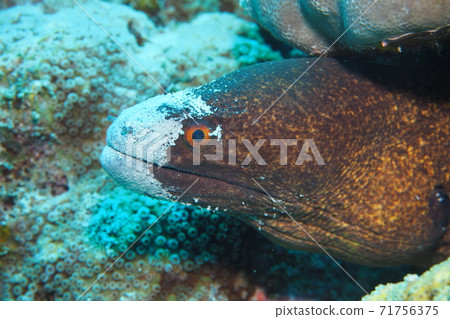 Giant moray Okinawa sea Giant moray Okinawa sea 71756375