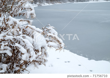 Close up snow-covered plants on the shore of frozen lake winter landscape Close up snow-covered plants on the shore of frozen lake winter landscape 71756710
