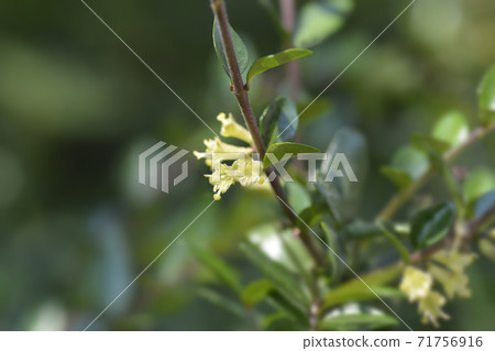 Box-leaved honeysuckle Box-leaved honeysuckle 71756916