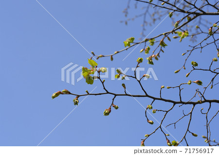 Small-leaved lime Small-leaved lime 71756917