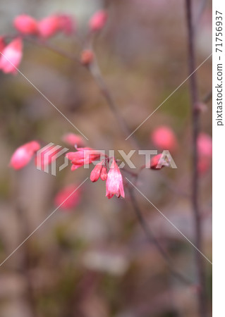 Hybrid Coral Bells Hybrid Coral Bells 71756937