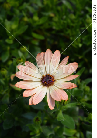 African daisy Tradewinds Cinnamon African daisy Tradewinds Cinnamon 71756938