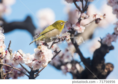 Plum blossom and white-eye 71756956