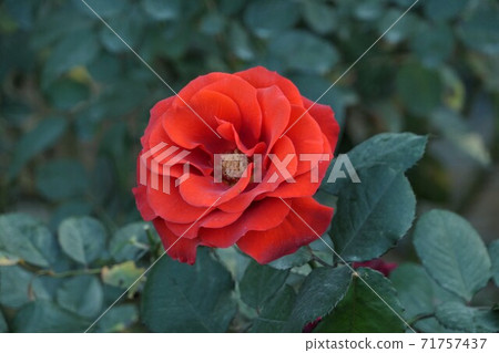 Red rose flower up Red rose flower up 71757437
