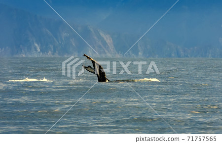 humpback whale swimming in the Pacific Ocean, tail of the whale diving 71757565