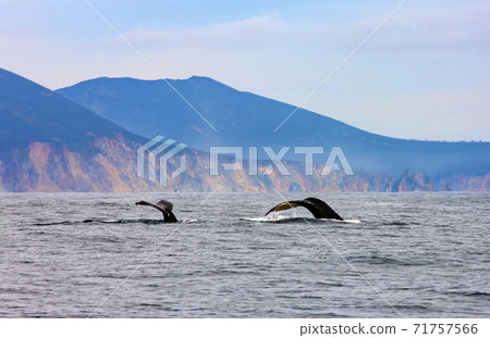 Two humpback whales swimming in the Pacific Ocean 71757566