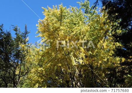 泛黃的銀杏 71757680