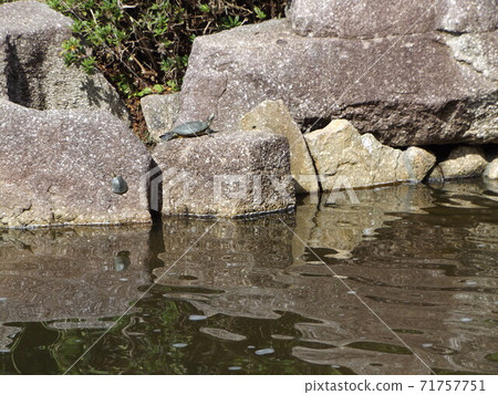 烏龜在Inage Kaihin公園的池塘里 71757751