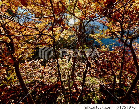 秋天的樹葉 71757976
