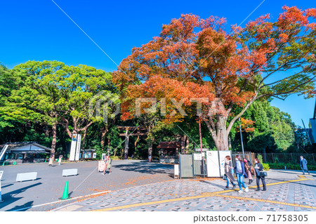 東京秋季明治神宮一之鳥居 71758305