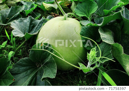Kanpyo (dried gourd), Yugao fruit (fukube) 71758397