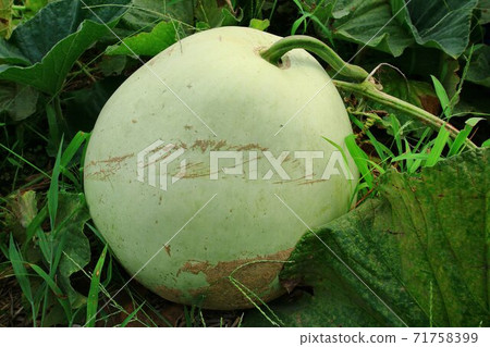 Kanpyo (dried gourd), Yugao fruit (fukube) 71758399