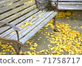 Ginkgo and chair 71758717