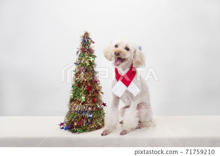 Laughing white toy poodle and Christmas tree 71759210