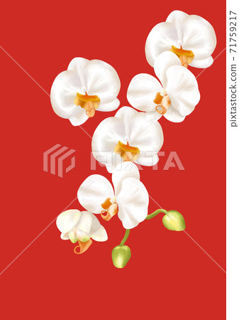 Phalaenopsis illustration background material Phalaenopsis illustration background material 71759217
