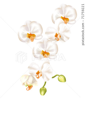 Phalaenopsis illustration material Phalaenopsis illustration material 71759221