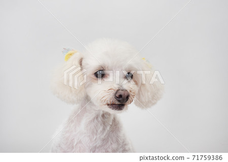 Laughing white toy poodle bust up Laughing white toy poodle bust up 71759386